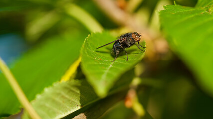 fly on the leaf