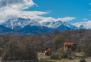 animales en el sur de chile 