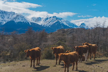 Fototapeta na wymiar vacas paisaje sureño