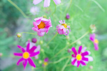Fototapeta premium Cosmos flowers beautiful in the garden. Close-up. Postcard. Space for your text. 