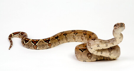 Fototapeta premium Red-tailed boa // Abgottschlange (Boa constrictor)