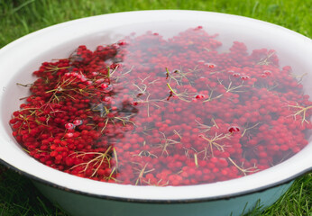 Viburnum berry soaked in water
