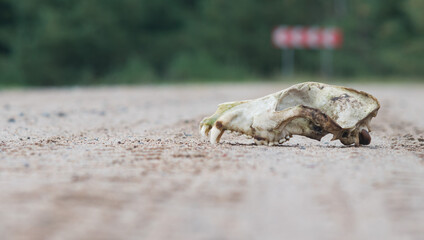 A fragment of an animal's skull in the forest