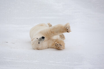 Polar bear rolling around on snow in Canada