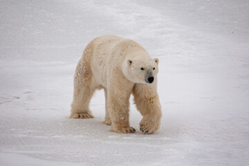 Polar bear walking on snow in Canada