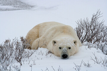 Polar bear lying on snow in Canada
