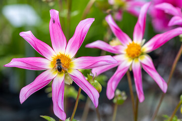 Fototapeta premium Honka rose dahlia flowers