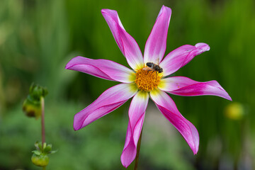 Fototapeta premium Honka rose dahlia flower