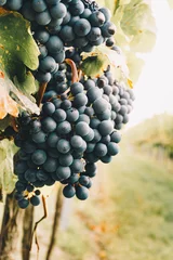 Fotobehang Red Wine Grapes in the vineyard during cold and foggy autumn harvest time © mdworschak