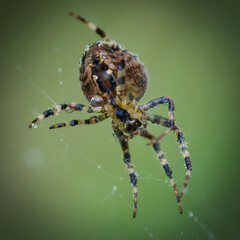 spider with the drops of water