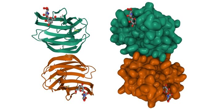Crystal structure of human galectin-1 in complex with type 1 N-acetyllactosamine. 3D cartoon and Gaussian surface model, chain id color scheme, PDB 4xbl, white background