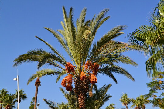 Palm trees on the beach against the blue sky