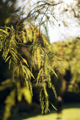 close up of tree needles greenery © ms16_photo