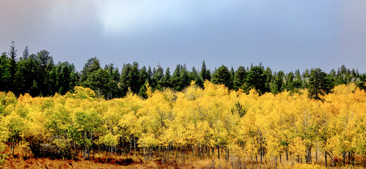 Yellow Aspen and Evergreen trees in forest during Autumn season before the bright yellow leaves...
