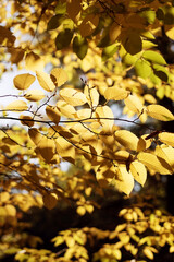golden autumn leaves sunny wallpaper
