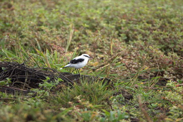 Masked water-tyrant (Fluvicola nengeta) in a field in Ayampe, Ecuador