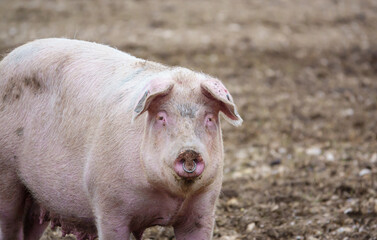 an inquisitive dutch landrace sow pig stares toward the camera, looking out from her free range pen, Wiltshire UK