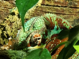 Chamaeleon