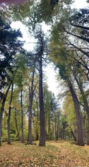 forest in autumn