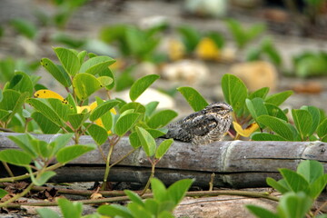 Scrub nightjar (Nyctidromus anthonyi) sleeping on a branch on the beach in Ayampe, Ecuador