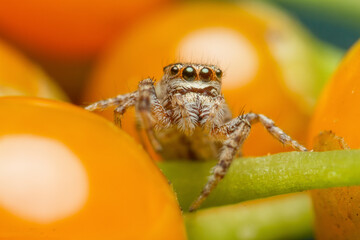 Small jumping spider, close-up image, space for text