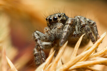 Small jumping spider, close-up image, space for text