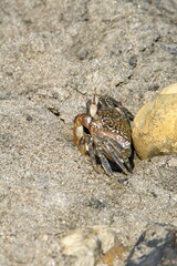 Land crab on the beach in Ayampe, Ecuador