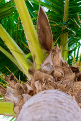 Palm tree