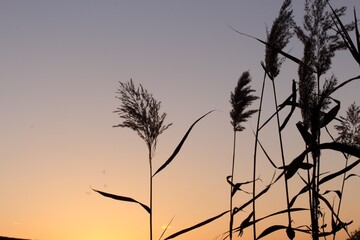 grass in the sunset