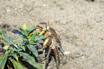 Land crab by a plant on the beach in Ayampe, Ecuador