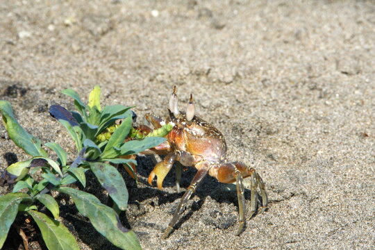 Land crab by a plant on the beach in Ayampe, Ecuador