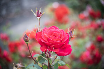 Closeup of red rose in garden 