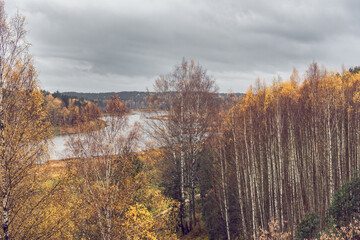 Birch trees with yellow leaves an Daugava river at Naujene parish, Daugavpils district, Latgale region, Latvia, which is a part of Nature Park “Daugavas Loki” on autumn overcast day - obrazy, fototapety, plakaty