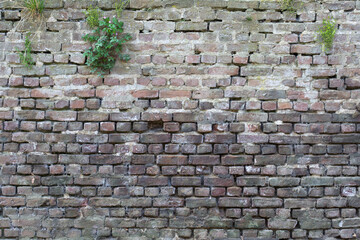 old brick walls in the forest overgrown with plants