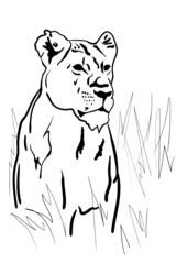 a portrait big predator, lioness looking