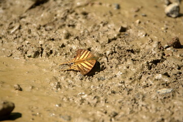 Fototapeta na wymiar Brown butterfly in the mud in Ayampe, Ecuador