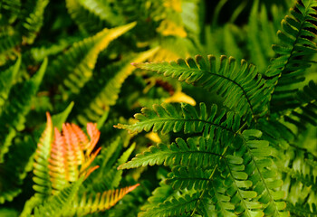 bracken or fern. colorful green, yellow and red leaves. Pteridium aquilinum. blurred soft green...