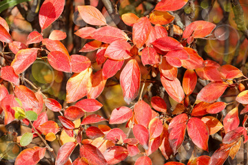 autumn background with red leaves