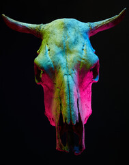 Image of menacing bull skull with color light on black background. Halloween holiday decoration concept image.