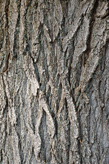 tree bark texture, abstract background