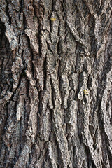 tree bark texture, abstract background