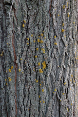 tree bark texture, abstract background