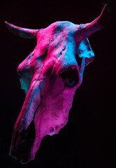 Image of menacing bull skull with color light on black background. Halloween holiday decoration...