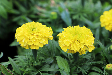 Closeup of yellow marigold flowers in bloom