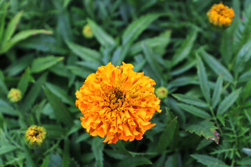 Closeup of orange marigold flowers in bloom
