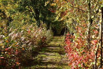 złota jesień, liście, kolory, aleja, przyroda,drzewa