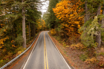 Roadway Leading to a Colorful Fall Forest. Fir and maple trees line the road in the autumnal season along the Mt. Baker Highway in the Pacific Northwest.