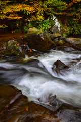 stream in the forest