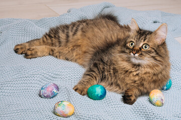 Fototapeta na wymiar Fluffy cat and easter eggs on blue plaid background. Funny pet concept