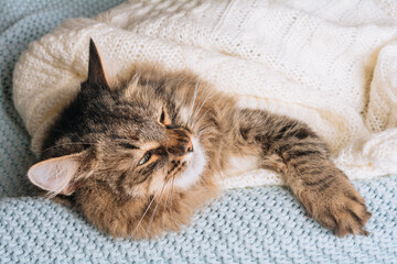 Fototapeta na wymiar Fluffy striped cat lies under a white blanket and bedsheets. Funny pet resting in bed on blue plaid